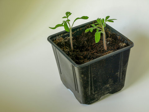 picture with green tomato seedlings in a flower pot