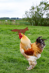 Hahn, Huhn