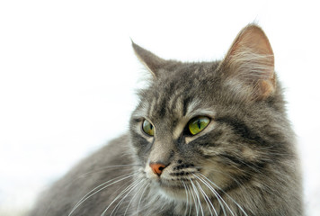 close-up gray fluffy Persian kitty Maine coon. the head of a cat with green eyes, a serious guarded look, ears are listening. Isolated on white background