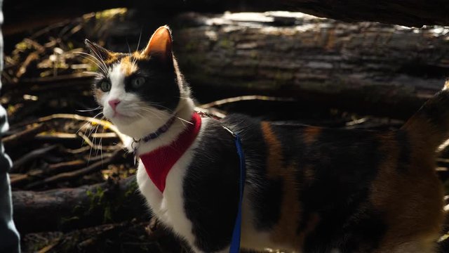 Calico cat exploring surroundings next to owner while in a harness in slow motion. Hiking with a calico cat.