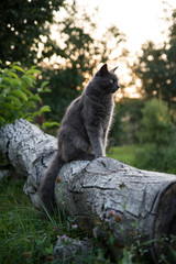 Grey cat sitting on tree log in sunset / Big adult cat pet with grey fur in blurred nature background
