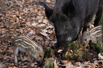 Wildschweine, Wildsschwein, Frischlinge