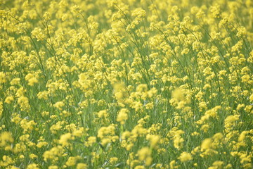 a windy morning in a mustard field
