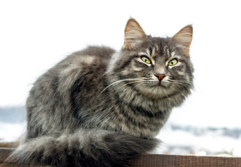 gray fluffy cute tabby cat with green eyes sits on blackboard, in the background a white haze of clouds. close-up gray fluffy Persian kitty Maine coon