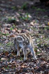 Wildschweine, Wildsschwein, Frischlinge