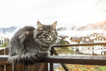 cat gray fluffy cute striped with green eyes sits on fence or gate, in the background is a white haze of clouds, morning sunny dawn. close-up Persian kitty Maine coon