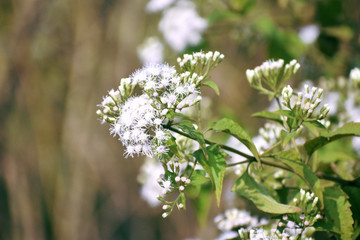 closeup image of a little small pink flower