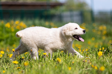 Puppy shepard walks outdoor at summer day