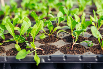 Vegetable seedlings sprouting in a greenhouse