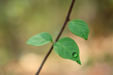 green leaves on a branch
