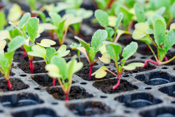 Vegetable seedlings sprouting in a greenhouse