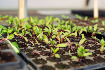 Closeup beetroot leaves growing on garden bed. Red beetroot fresh sprouts and young leaves.