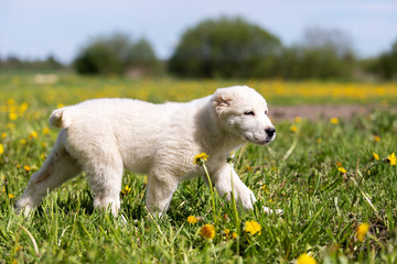 Puppy shepard walks outdoor at summer day