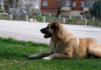 abandoned homeless stray dog is lying on grass in the city park. sad abandoned dog on footpath. Lonely homeless stray dog is laying.