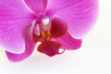 Fototapeta premium Orchid flower on white background - macro shot