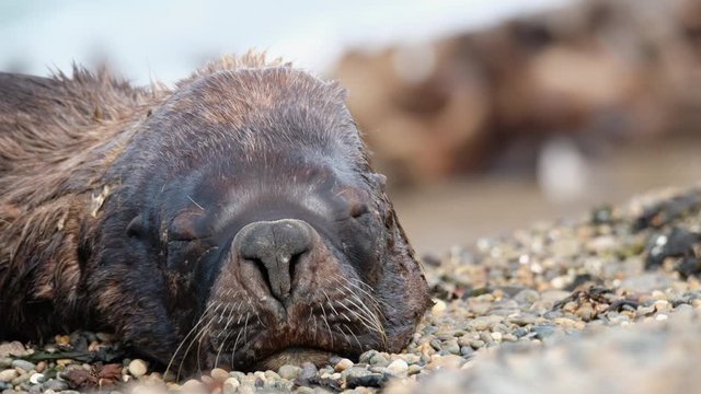Sea Lion (Zalophus) relaxes on the coast near the town of Caleta Olivia in Argentina