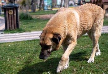 abandoned homeless stray dog is lying on grass in the city park. sad abandoned dog on footpath. Lonely homeless stray dog is laying.