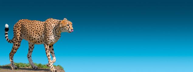 Banner with portrait of an adult strong and fast African cheetah on move for prey with copy space, closeup, details © neurobite