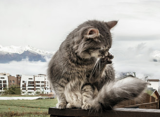 Naklejka na ściany i meble fluffy gray cat sits on a fence and washes, licks himself. frosty morning in the mountains