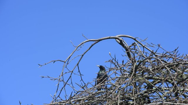 Ein Star genie&szlig;t die Sonne im Fr&uuml;hling in Deutschland unter dem blauen Himmel. 