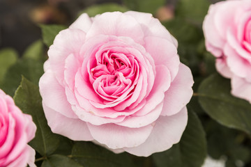 Close-up of a rose in spring, rose bloom, purple, pink, white, green, yellow