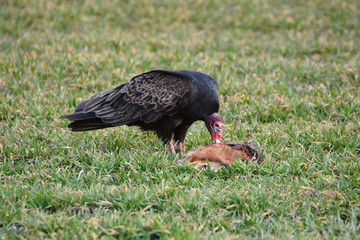 Turkey vulture in the grass