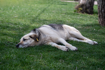 abandoned homeless stray dog is lying on grass in the city park. sad abandoned dog on footpath. Lonely homeless stray dog is laying.