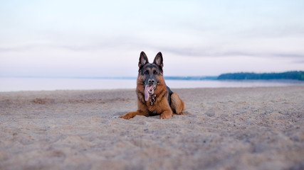 Summer, dawn on a sandy beach, a German shepherd dog lying on the beach by the water on the beach