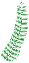 Vector sketch of fern branches with green leaves.