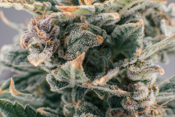 Macro trichomes of cannabis. CBD THC in Pot. Sativa Fresh green weed In details. Indica flower. Pot...