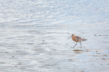 Rotschenkel sucht im Wat nach Nahrung