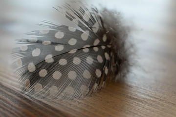 Spotty black and white feather from a Guinea Fowl bird