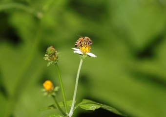 Obraz premium Bee hovering over an orange and white flower trying to get pollen with a nice green background