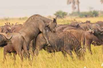 Obraz premium African buffalo or Cape buffalo (Syncerus caffer), Murchison Falls National Park, Uganda.