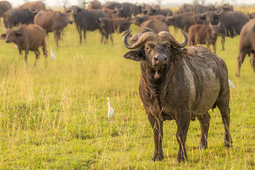 The big male african buffalo or Cape buffalo (Syncerus caffer) with his herd, Murchison Falls National Park, Uganda.