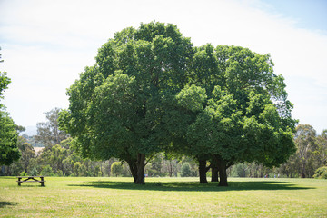 trees in the park