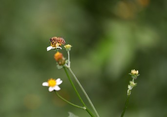Bee hovering over an orange and white flower trying to get pollen with a nice green background