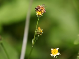 Bee hovering over an orange and white flower trying to get pollen with a nice green background