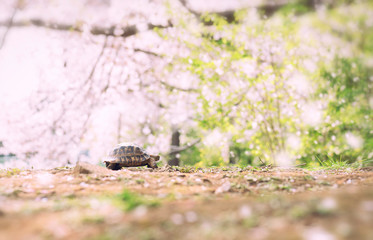 リクガメさくら