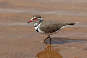 One threebanded plover at a dam in Mokala National Park in South Africa