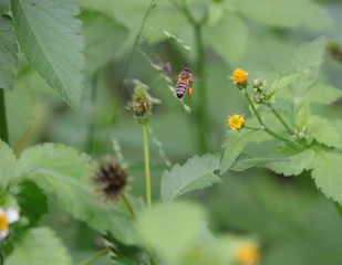 Bee hovering over an orange and white flower trying to get pollen with a nice green background