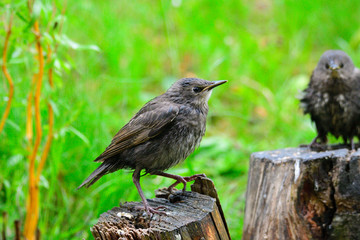 Junge Stare betteln um Futter	