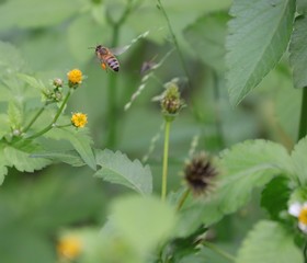 Bee hovering over an orange and white flower trying to get pollen with a nice green background