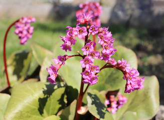 Pink flowers bergenia bloom in the garden in early spring. Bergenia ,elephant eared saxifrage, elephant's ears is a genus of flowering plants.Large, oval, glossy evergreen leaves and pink flowers.