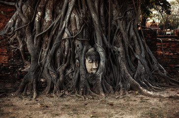 Ancient buddah head between the tree roots in Ayutthaya