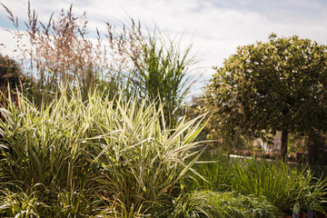 Chinese pennisetum (Pennisetum alopecuroides) in spring