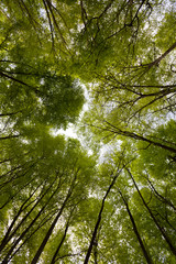 Hayedo en primavera (Fageda d'en Jordà, La Garrotxa, Provincia de Girona, Catalunya)