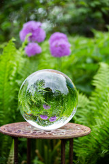 Allium, Zierlauch, Glaskugel