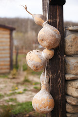 Dry pumpkin bottle three pieces hanging on a white rope. Day in the village of old pumpkin