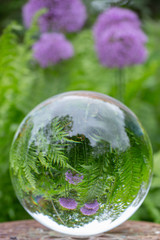 Allium, Zierlauch, Glaskugel